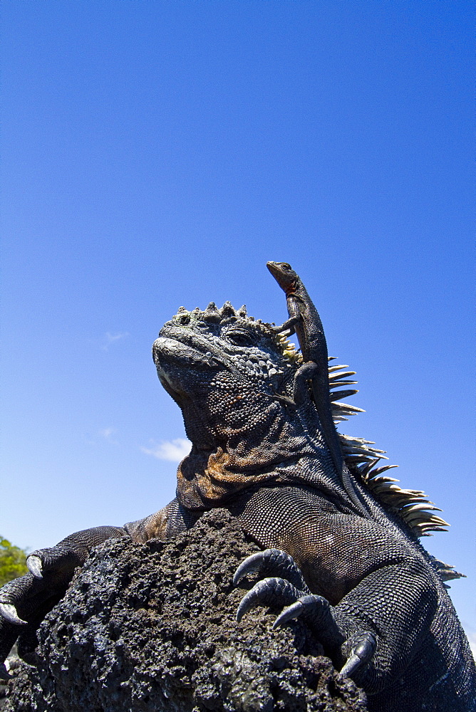 The endemic Galapagos marine iguana (Amblyrhynchus cristatus) with a lava lizard on top of its head in the Galapagos Island Archipelago, Ecuador