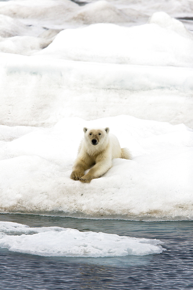 A young polar bear (Ursus maritimus) on multi-year ice floes in the Barents Sea off the eastern coast of EdgeØya (Edge Island) in the Svalbard Archipelago, Norway.