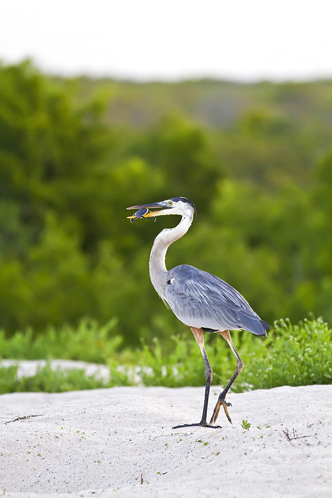 Adult great blue heron (Ardea herodias cognata) feeding on green sea turtle (Chelonia mydas) hatchlings at Las Bachas, Santa Cruz Island in the Galapagos Island Archipelago, Ecuador