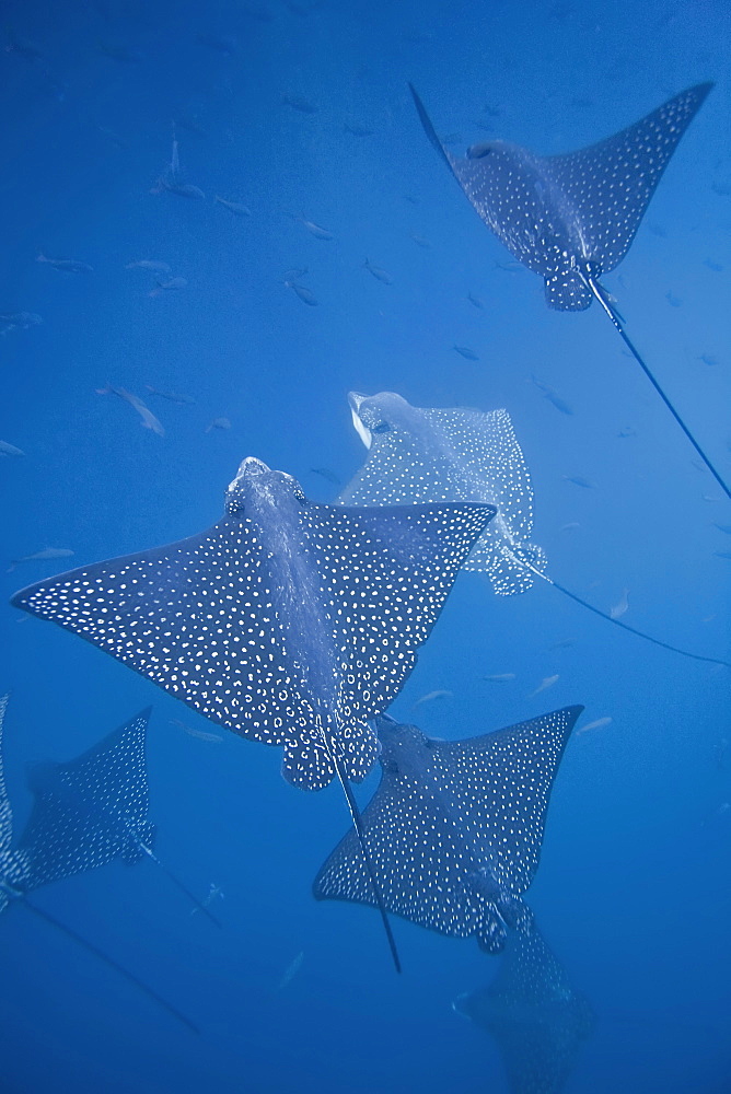 Spotted eagle ray (Aetobatus narinari) underwater at Leon Dormido (Sleeping Lion) Island off San Cristobal Island in the Galapagos Island Archipelago, Ecuador