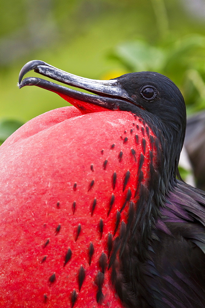 Male Great frigatebird (Fregata minor) in breeding plumage (note the red gular pouch) on North Seymour Island in the Galapagos Island Archipelago, Ecuador