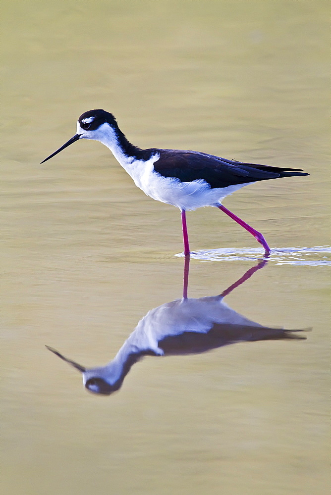 Adult black-necked stilt (Himantopus mexicanus) wading and feeding in a brackish water lagoon at Punta Cormorant on Floreana Island, Galapagos, Ecuador, Pacific Ocean.