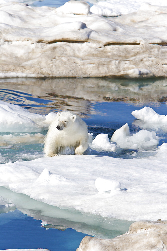 A young polar bear (Ursus maritimus) leaping from ice floe to ice floe on multi-year ice floes in the Barents Sea off the eastern coast of EdgeØya (Edge Island) in the Svalbard Archipelago, Norway.