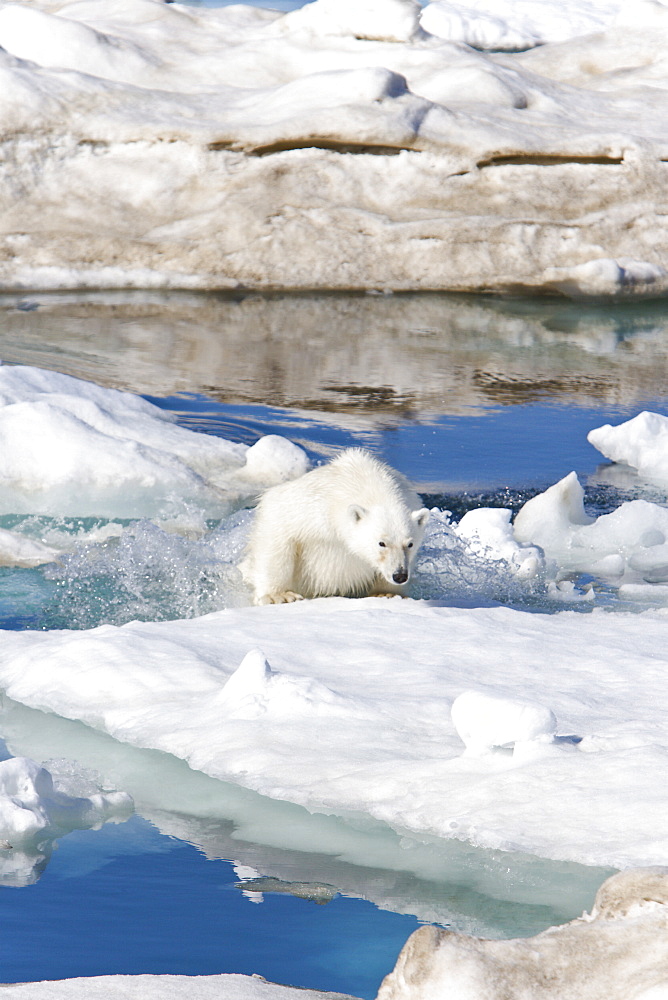 A young polar bear (Ursus maritimus) leaping from ice floe to ice floe on multi-year ice floes in the Barents Sea off the eastern coast of EdgeØya (Edge Island) in the Svalbard Archipelago, Norway.