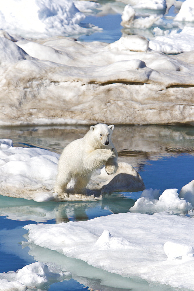 A young polar bear (Ursus maritimus) leaping from ice floe to ice floe on multi-year ice floes in the Barents Sea off the eastern coast of EdgeØya (Edge Island) in the Svalbard Archipelago, Norway.