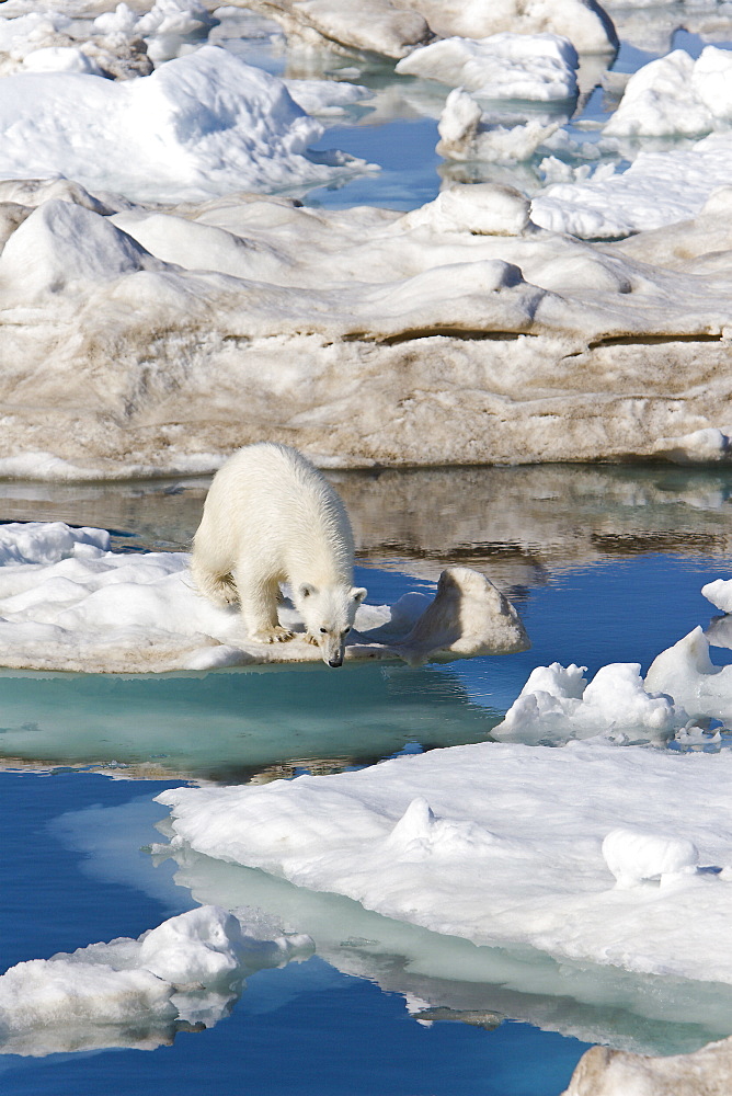 A young polar bear (Ursus maritimus) leaping from ice floe to ice floe on multi-year ice floes in the Barents Sea off the eastern coast of EdgeØya (Edge Island) in the Svalbard Archipelago, Norway.