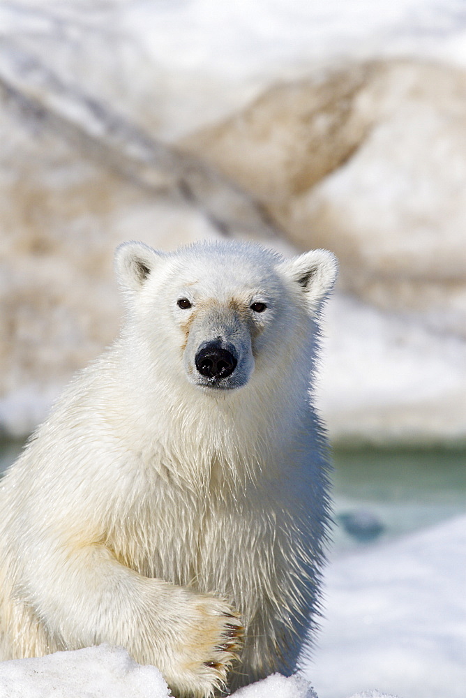 Curious young polar bear (Ursus maritimus) on multi-year ice floes in the Barents Sea off the eastern coast of EdgeØya (Edge Island) in the Svalbard Archipelago, Norway.