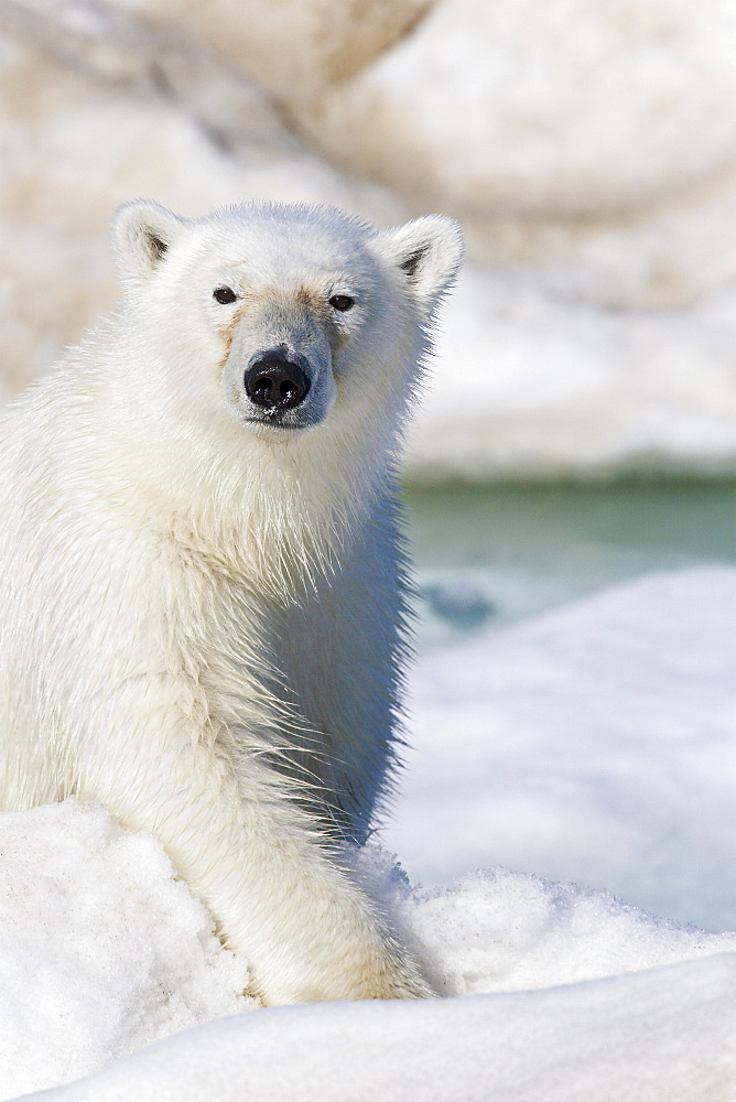 A young polar bear (Ursus maritimus) on multi-year ice floes in the Barents Sea off the eastern coast of EdgeØya (Edge Island) in the Svalbard Archipelago, Norway.