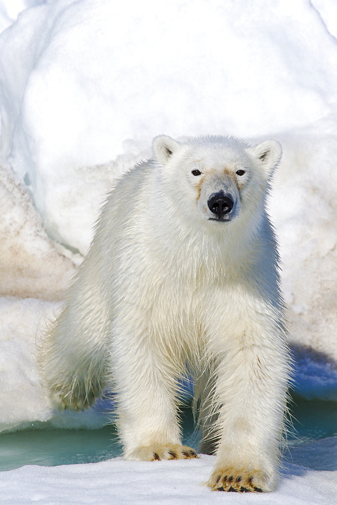 A young polar bear (Ursus maritimus) on multi-year ice floes in the Barents Sea off the eastern coast of EdgeØya (Edge Island) in the Svalbard Archipelago, Norway.