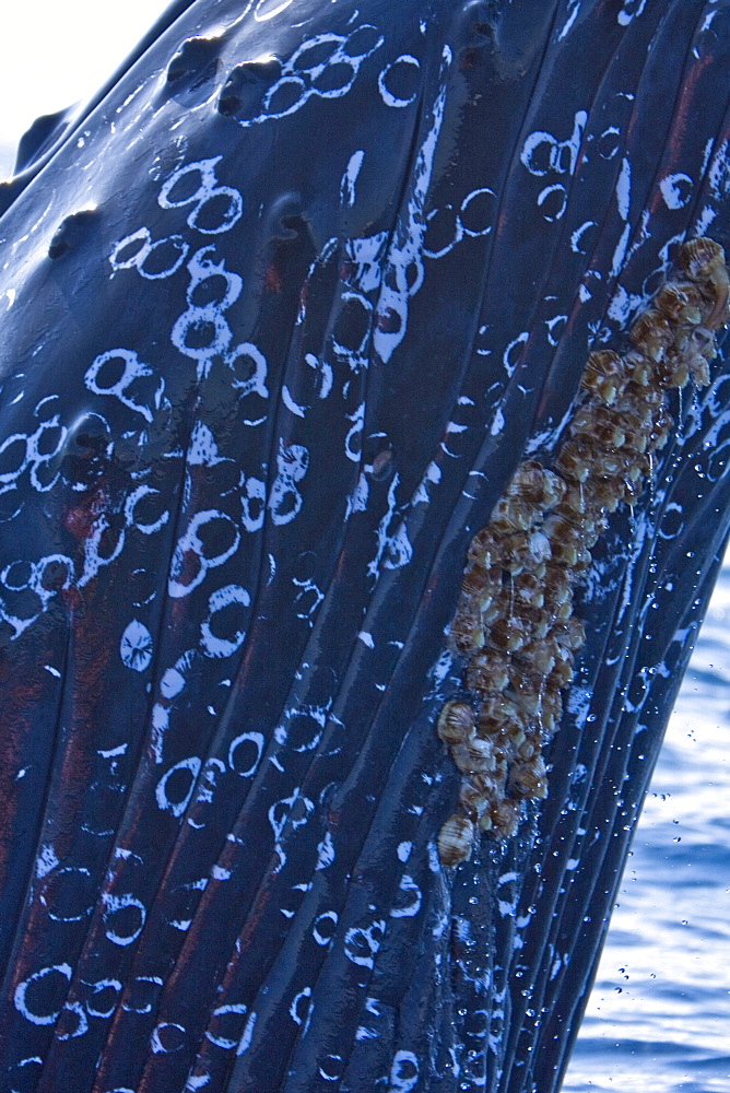 Extreme close-up of a spy-hopping adult humpback whale (Megaptera novaeangliae) in the AuAu Channel between the islands of Maui and Lanai, Hawaii, USA