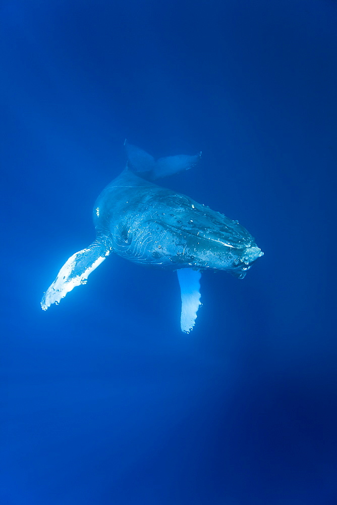 Humpback whale (Megaptera novaeangliae) underwater in the AuAu Channel between the islands of Maui and Lanai, Hawaii, USA