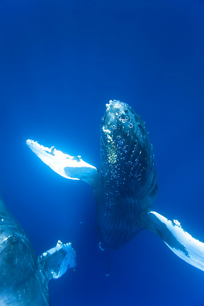 Humpback whale (Megaptera novaeangliae) underwater in the AuAu Channel between the islands of Maui and Lanai, Hawaii, USA