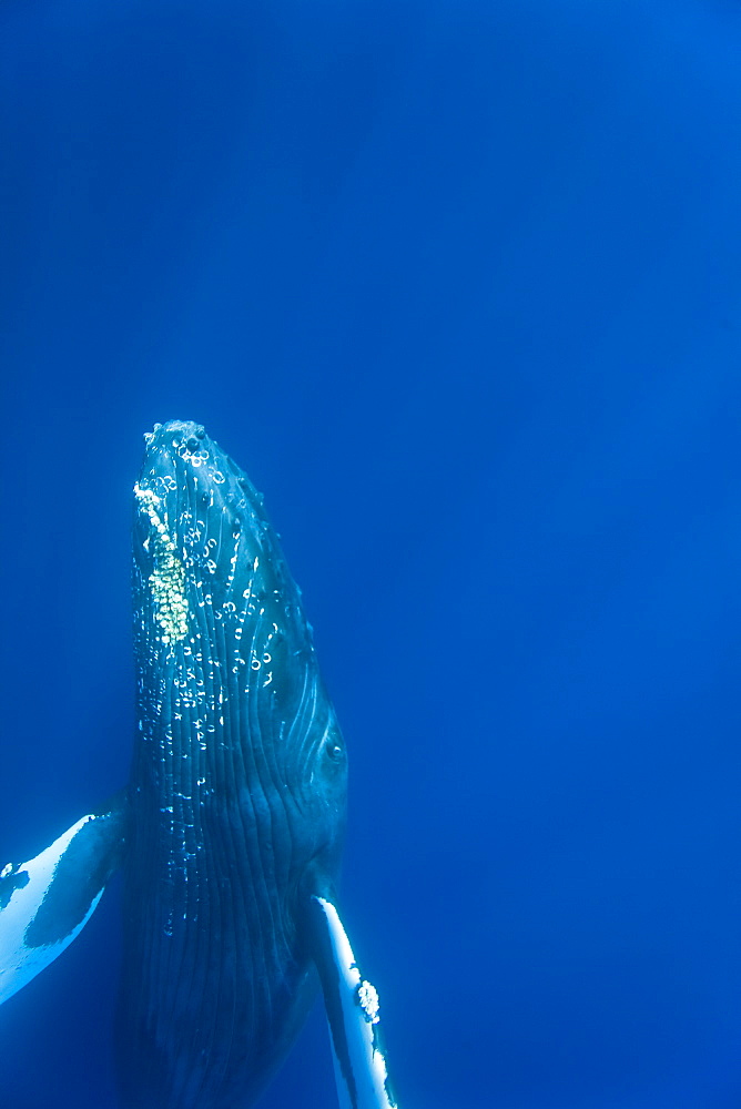 Humpback whale (Megaptera novaeangliae) underwater in the AuAu Channel between the islands of Maui and Lanai, Hawaii, USA