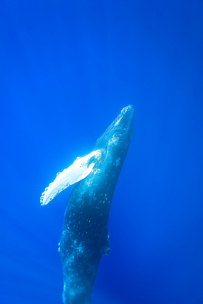 Humpback whale (Megaptera novaeangliae) underwater in the AuAu Channel between the islands of Maui and Lanai, Hawaii, USA