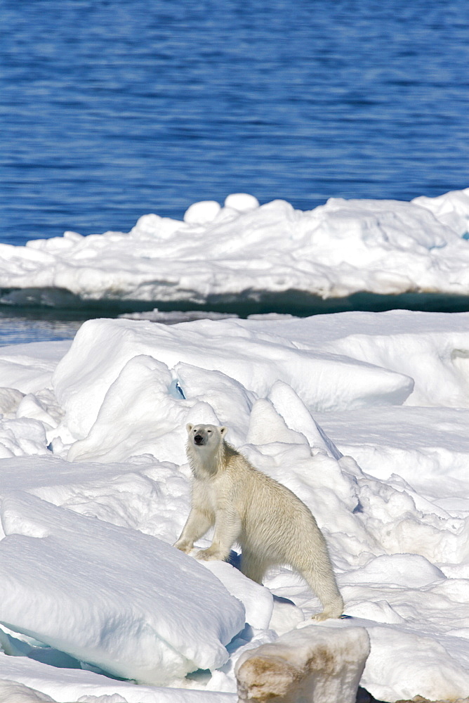 Adult polar bear (Ursus maritimus) on multi-year ice floes in the Barents Sea off the eastern coast of EdgeØya (Edge Island) in the Svalbard Archipelago, Norway.