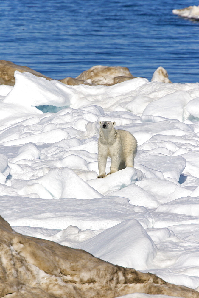 Polar bear (Ursus maritimus) on multi-year ice floes in the Barents Sea off the eastern coast of EdgeØya (Edge Island) in the Svalbard Archipelago, Norway.