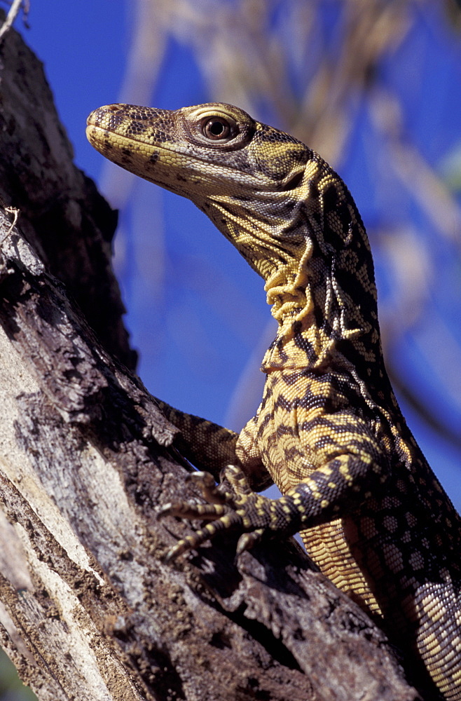 Komodo dragon, 2-day-old (Varanus komodoensis) in Tamarind tree, Komodo Is