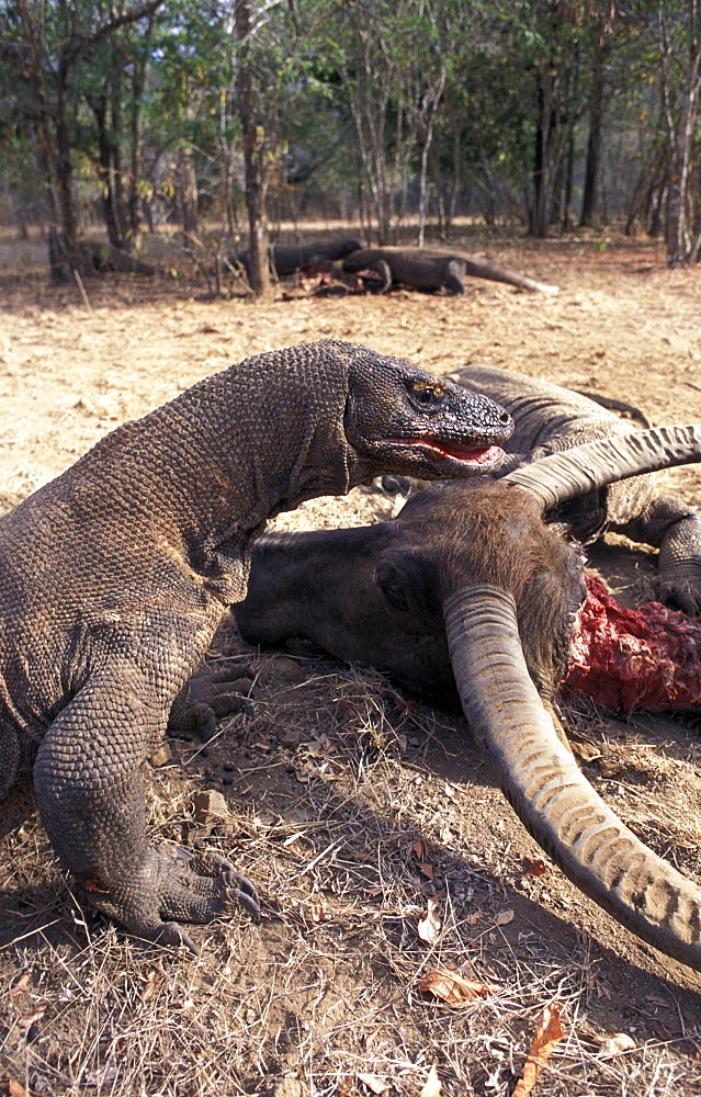 Komodo dragon males scavenging buffalo carcass (Varanus komodoensis) Komodo Is