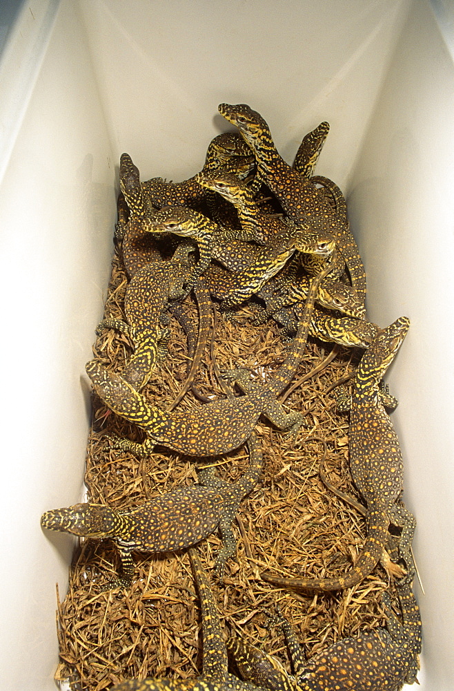 Young hatchling Komodo dragons  (Varanus komodoensis), prior to release in the tree canopy - the natural habitat for first 2 - 3 years.