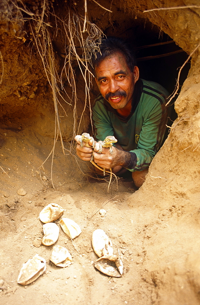 One of many entrances to megapode mound containing Komodo dragon egg chamber.   Film crew found the nest the very day the eggs hatched after 9 month gestation.   Young hatchling Komodo dragons (Varanus komodoensis) and their egg cases. 