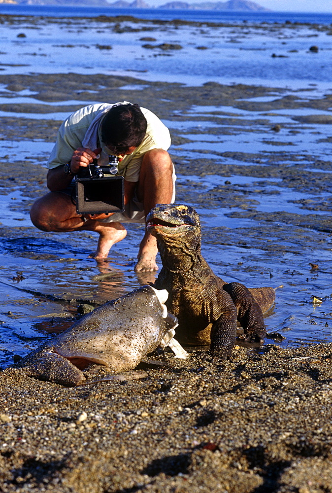 Komodo dragon (Varanus komodoensis)  - male on beach foraging on sunfish in the shallows.   Cameraman, Mike Pitts behind.