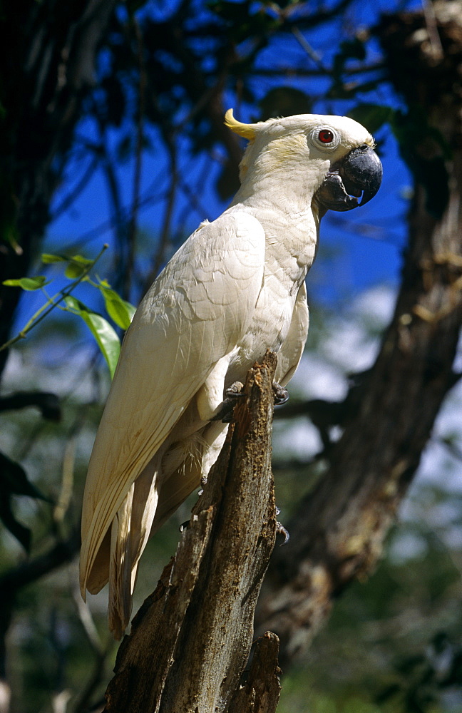 Sulphur crested Cockatoo.  