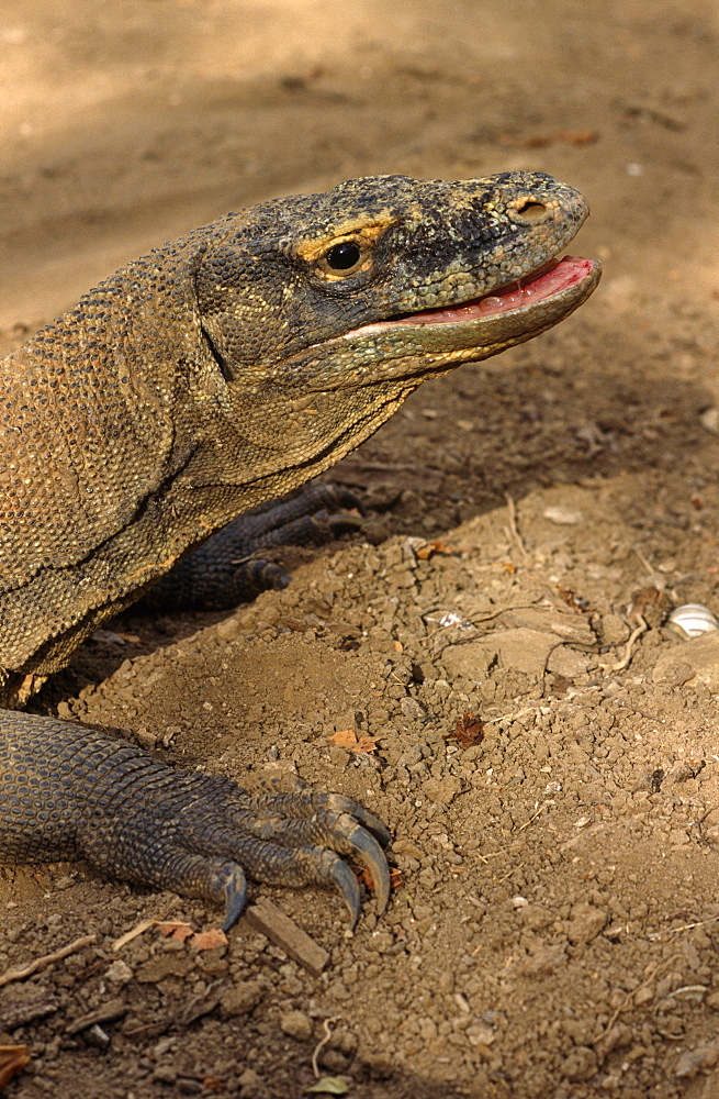 Komodo dragon (Varanus komodoensis)