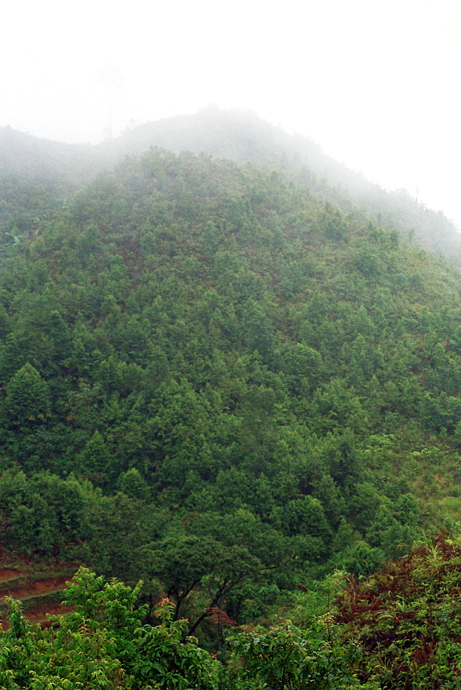 Forest Vietnam.