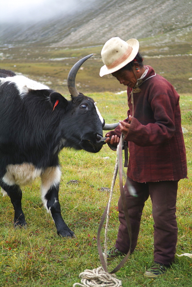 Tibetan Yak Herder and Yak.  Himalayas, Tibet.