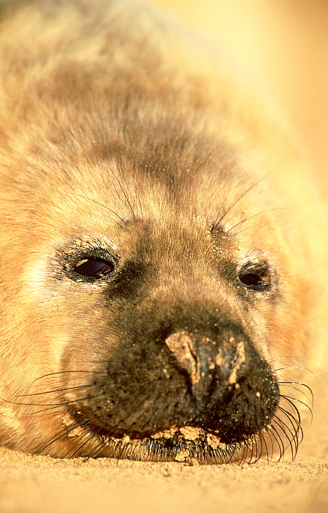 grey seal: halichoerus grypus pup, dec eastern england, uk