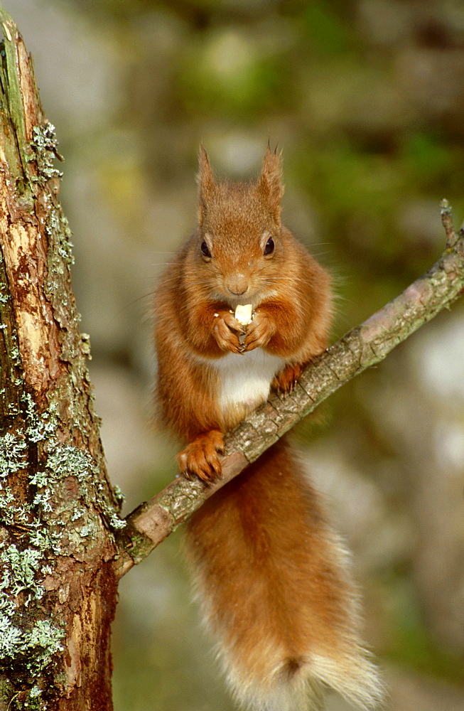 red squirrel: sciurus vulgaris perthshire, scotland