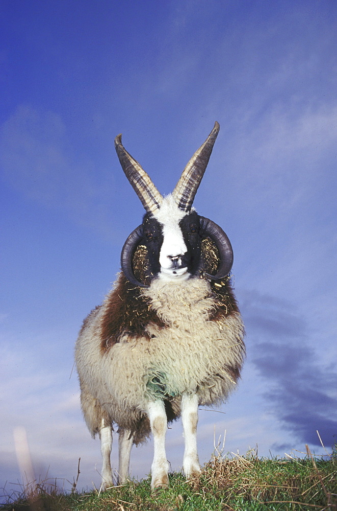 domesticated sheep jacob heughhead angus scotland