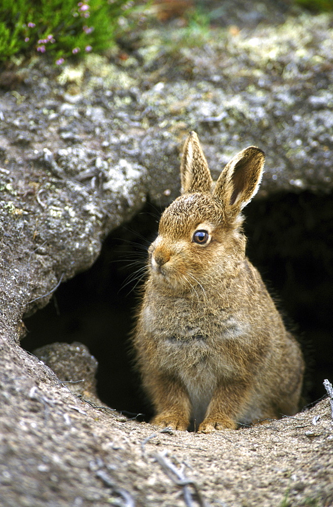 Mountain hare, Lepus timidus leveret, august, , Tomatin, Inverness, Scotland