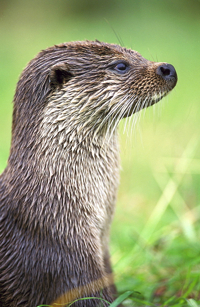 european otter