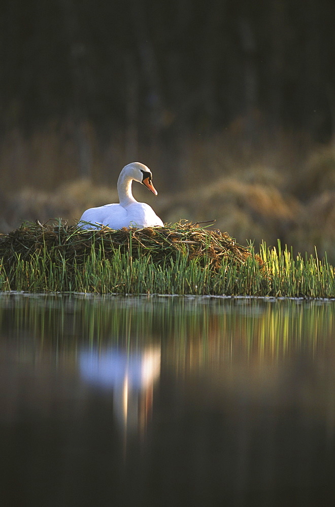 mute swan