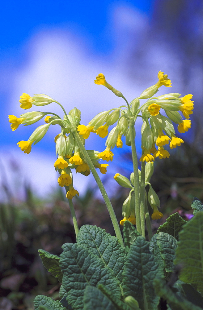 cowslip primula veris against sky, in cut woodland talsu rajons, latvia