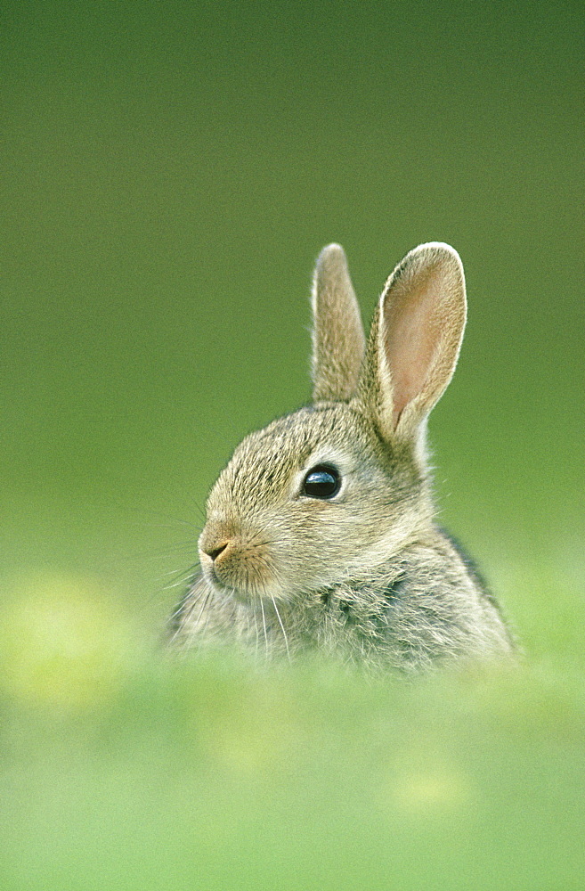 rabbit oryctolagus cunniculus juvenile outside burrow glen esk, angus, scotland