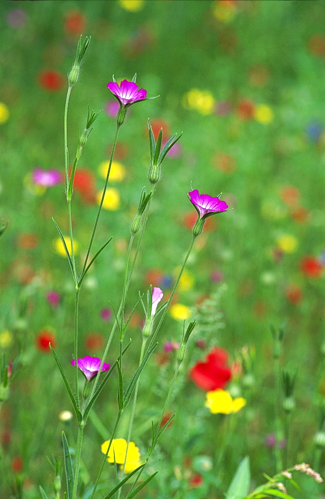 corncockle, agrostemma githago with other cornfield species leeuwarden, the netherlands