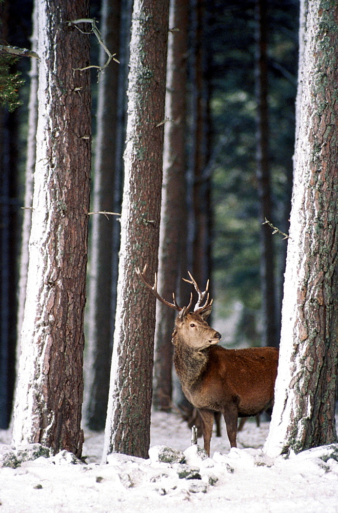 red deer cervus elaphus