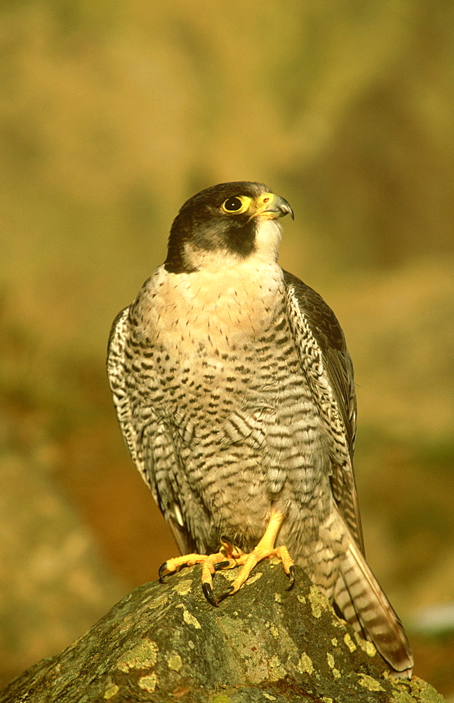 peregrine falcon (c): falco peregrinus (scottish race).male perched on rock on scottish borders