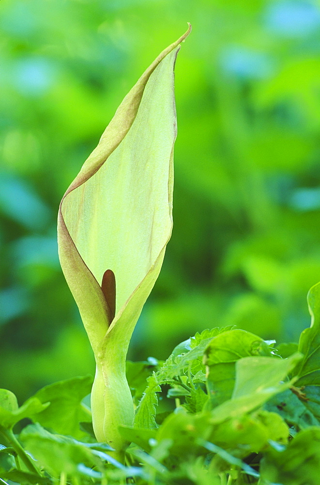 cuckoo pint, arum maculatum, hessilhead, ayrshire, scotland