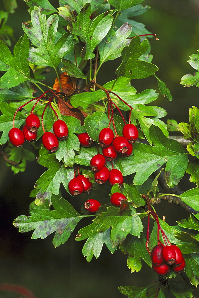 hawthorn, crataegus monogyna, berries, edzell, angus, scotland