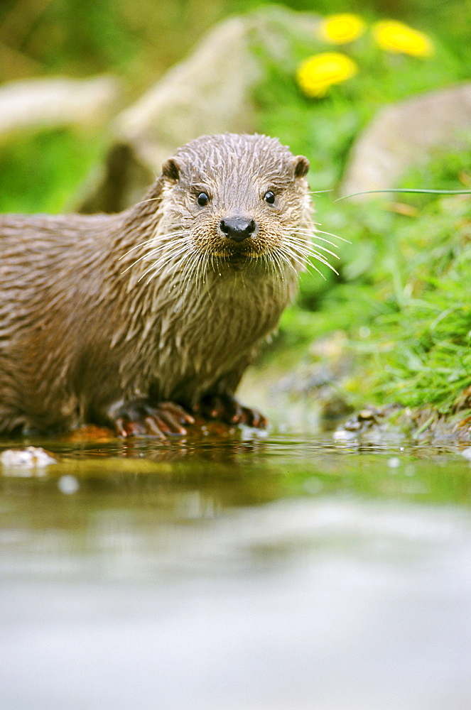 european otter, lutra lutra, (c). on rock, at water level, leeuwarden, nl