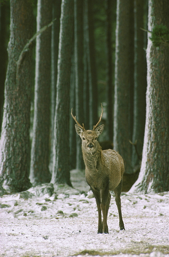 red deer cervus elaphus in snow, with scots pine braemar, deeside, scotland