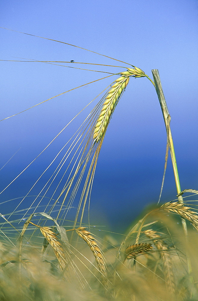 barley, hordeum sp. agricultural crop, montrose, angus, scotland