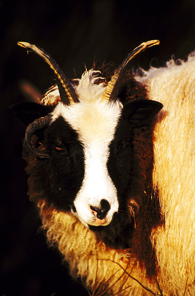 domesticated sheep, jacob, heughhead, angus, scotland