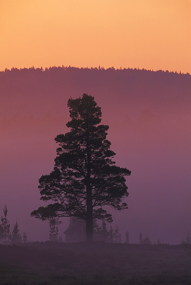 scots pine, pinus sylvestris, single tree, mid-summer, speyside, scotland