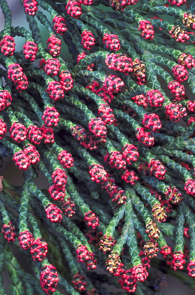 lawsons cypress chamaecyparis lawsoniana flowers angus, scotland