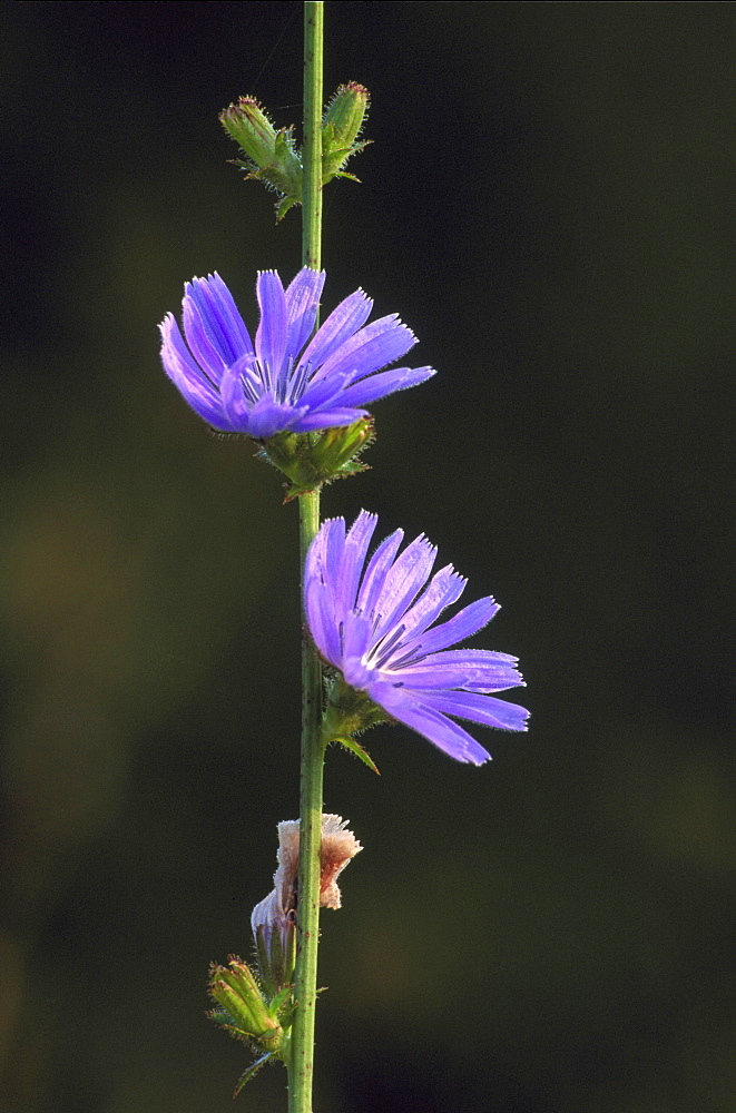 chicory, cichorium intybus, flowers, pasiene, latvia