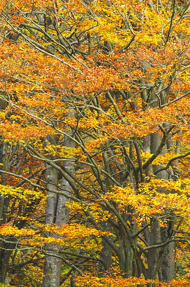 Beech, Fagus sylvatica, autumn foliage, Edzell, Angus, Scotland